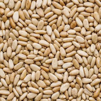 Nuci de pin